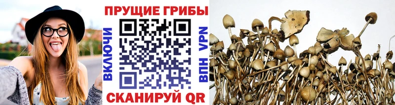 OMG сайт  Старая Русса  Галлюциногенные грибы GOLDEN TEACHER 